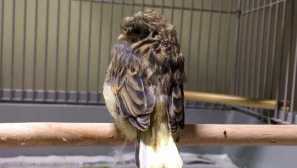 Chcel som ukradnúť canary, ale pokánie sa a dostal sa ako darček